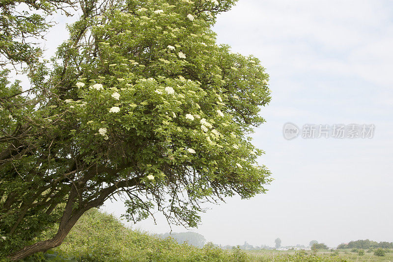 普通接骨木(sambuus nigra)开花